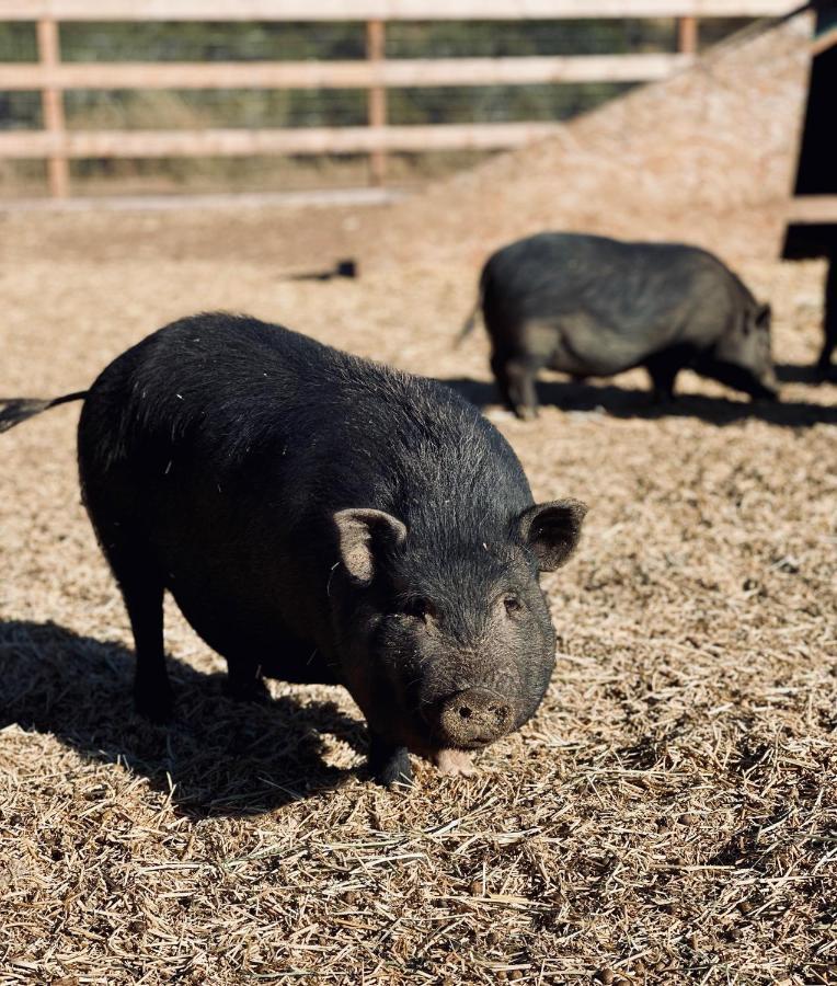 Rustic Farm Stay テメキュラ エクステリア 写真