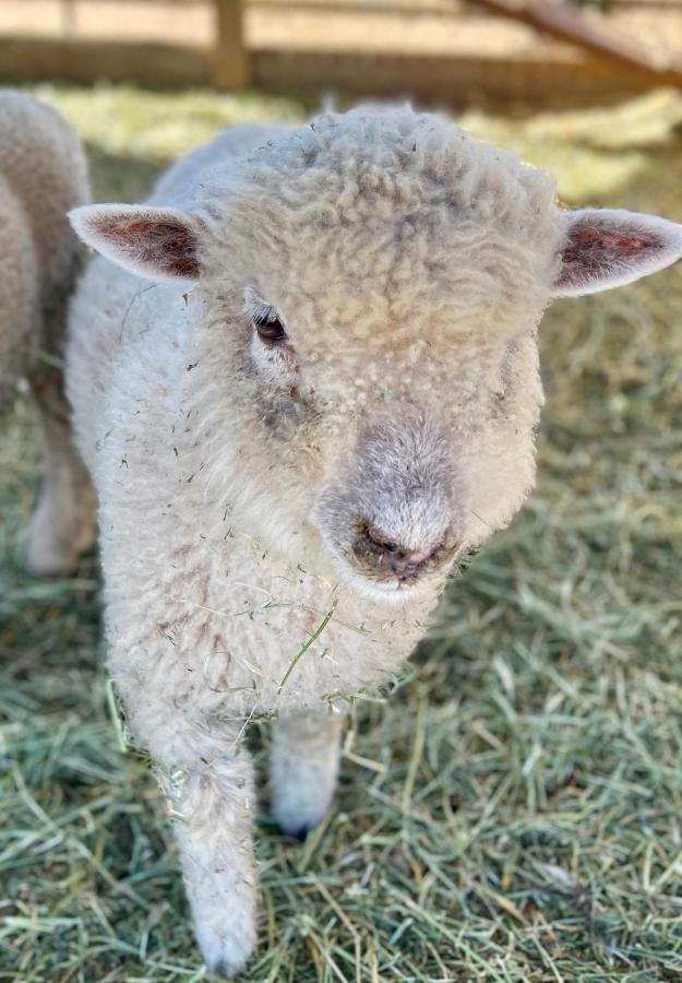 Rustic Farm Stay テメキュラ エクステリア 写真